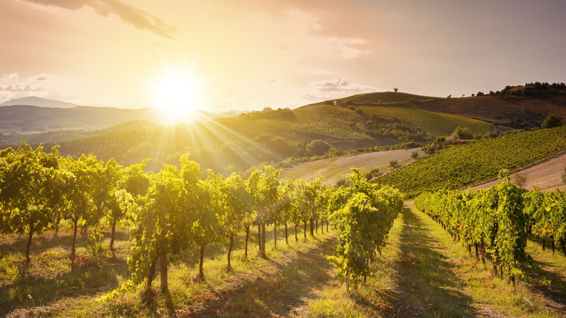 Pisa e Bolgheri wine tour — 3